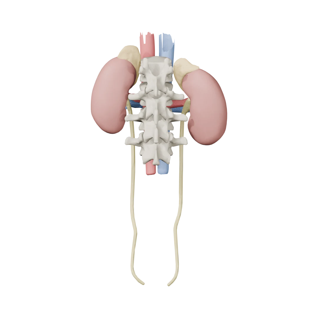 Böbrekler, böbrek üstü bezleri, renal damarlar, üreterler, aorta ve VCI (BodyParts3D) — arkadan