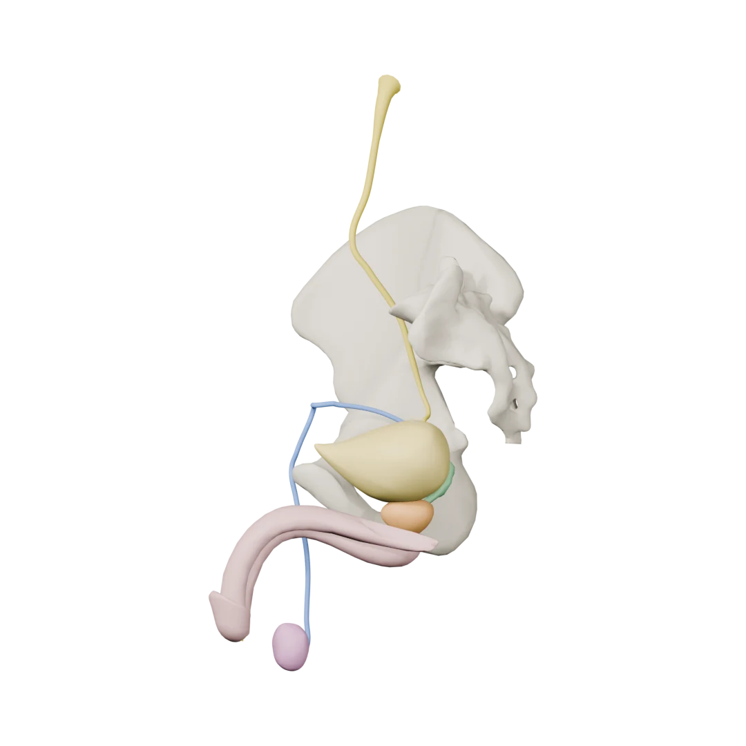 Erkek pelvisi: mesane, prostat, seminal bez, ductus deferens, üreter, penis (Anatomi) — soldan
