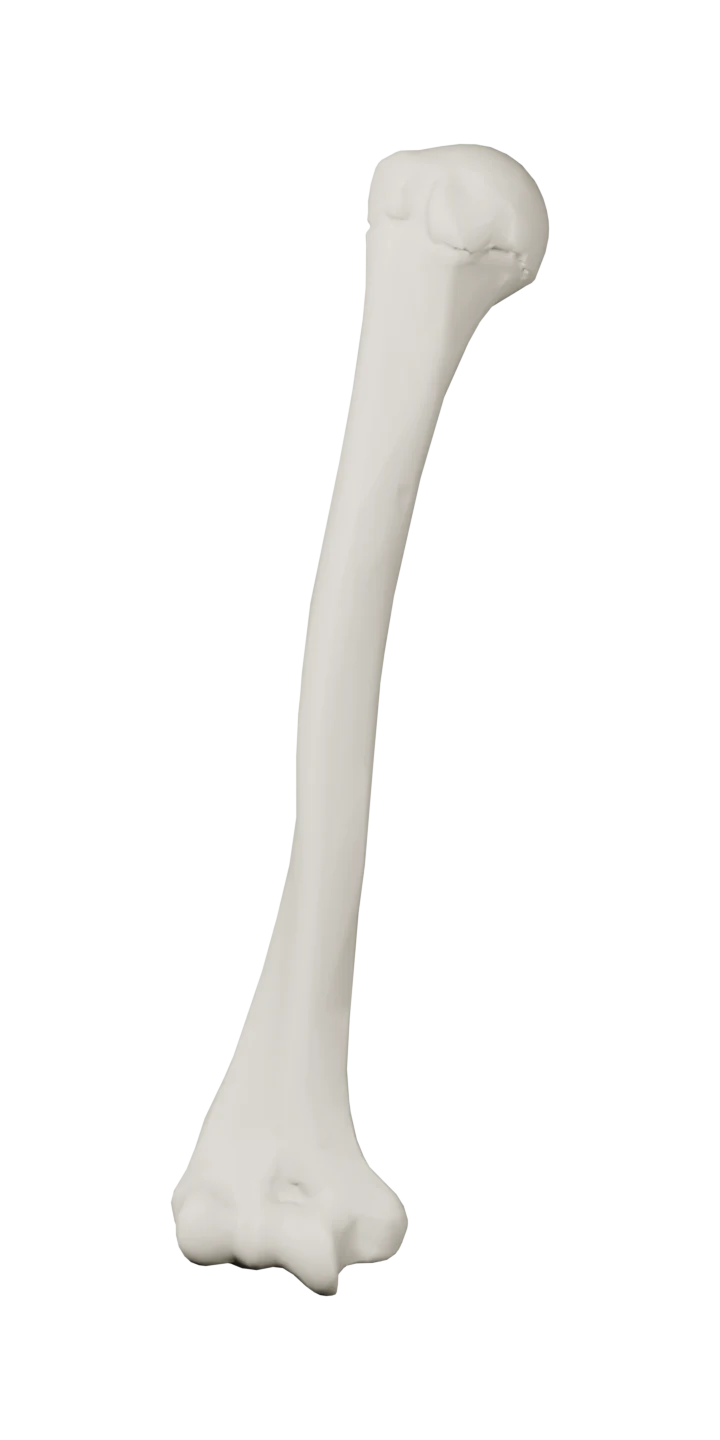 Sağ humerus (Anatomi) — onden