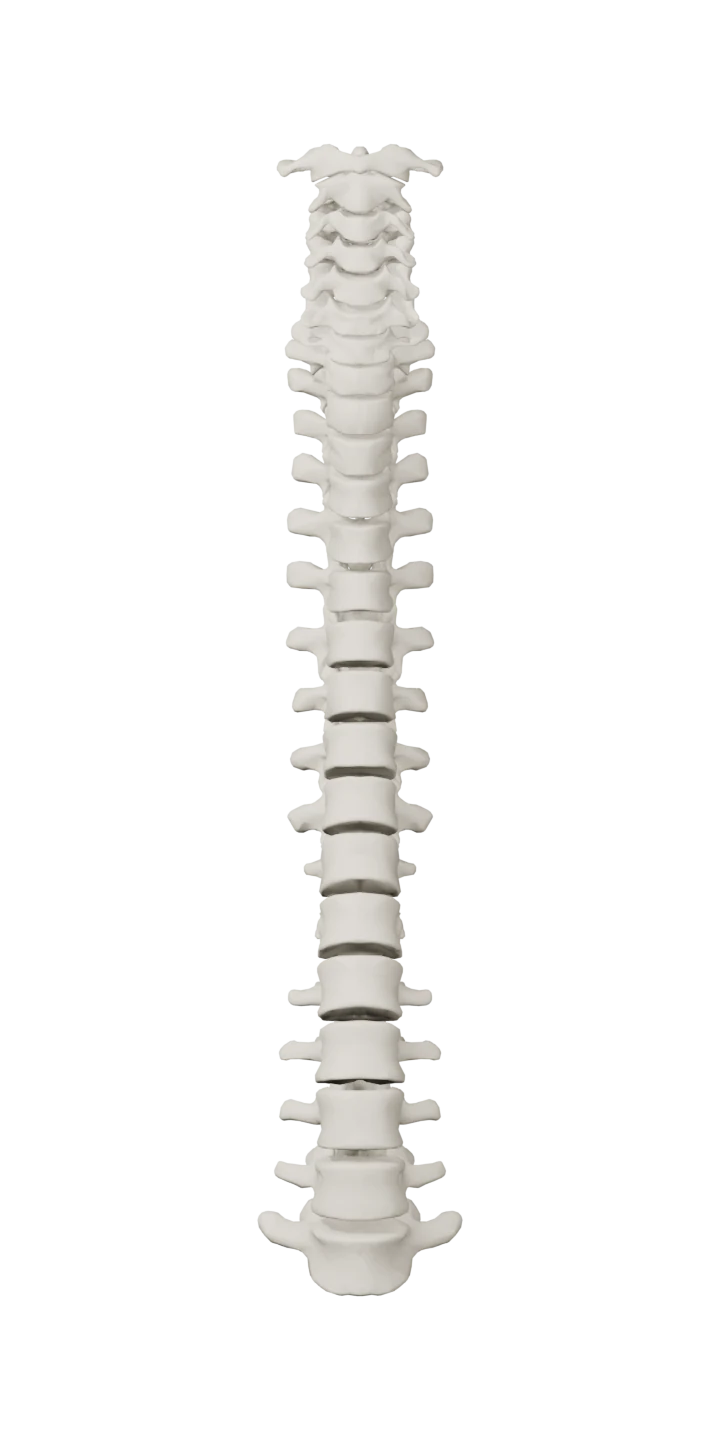 Columna vertebralis (Anatomi) — onden