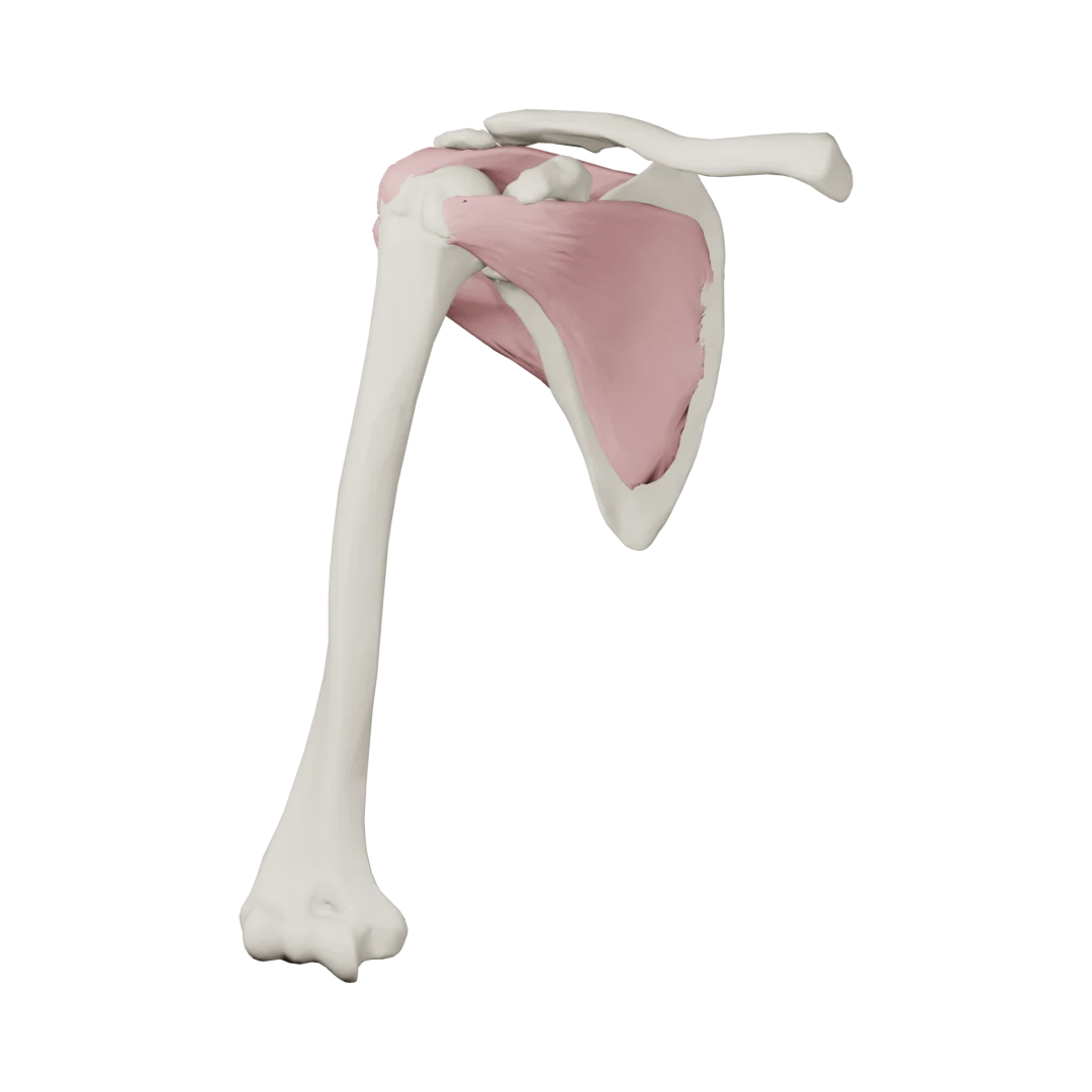 Sağ rotator manşet kasları, skapula ve humerus (Anatomi) — onden